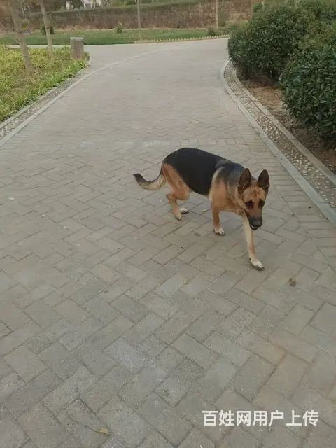 喜欢狼狗的来。工作犬 - 图片 3
