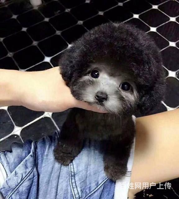 赛级泰迪出售茶杯玩具血系的泰迪犬签协议