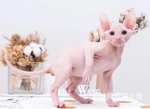 舟山出售自家繁殖纯种无毛猫 斯芬克斯猫 保健康 - 图片 10