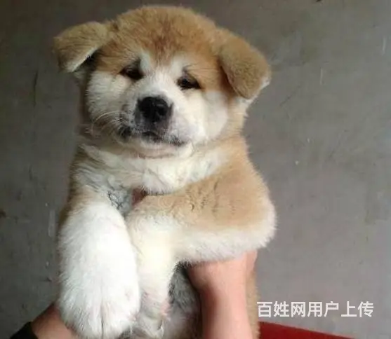 广州买狗首选推荐 正规犬舍 纯种秋田犬多只待售 - 图片 10