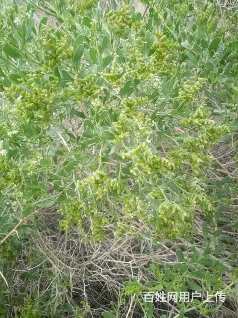 新疆白刺果种植基地 白刺果种子市场价格 人工种植白 - 图片 3