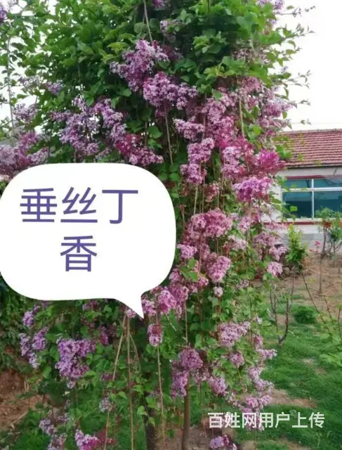 抚顺望花树苗推荐 - 图片 2
