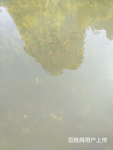 专业刮腻子  刮大白  乳胶漆  油漆 - 图片
