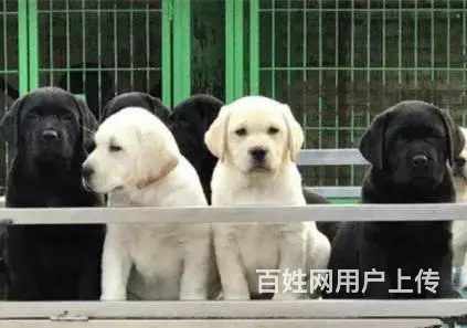 出售拉布拉多幼犬 多窝可选包纯种 - 图片 8