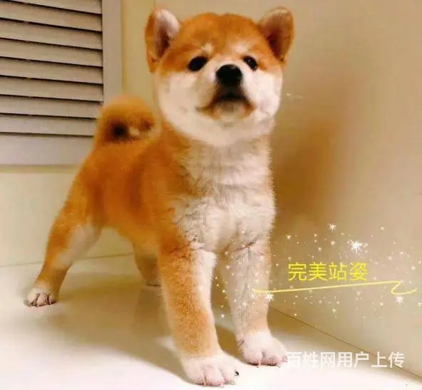 柴犬 纯种健康的双血统柴犬 赛级柴犬 - 图片 2