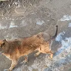 介绍的不够详细