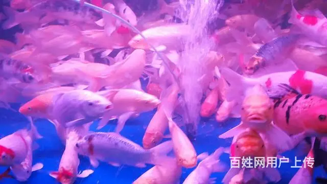 昆明鱼缸专业上门清洗服务 - 图片 11