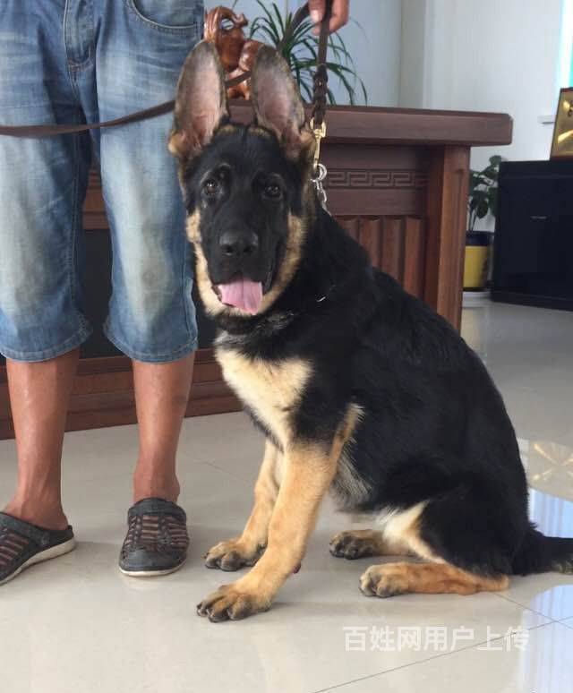 锤系德牧犬 大头北京德牧价格 德牧多少钱