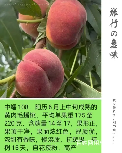 中油蟠9号桃油蟠6-21苗济宁新品种桃苗基地直销 - 图片 11
