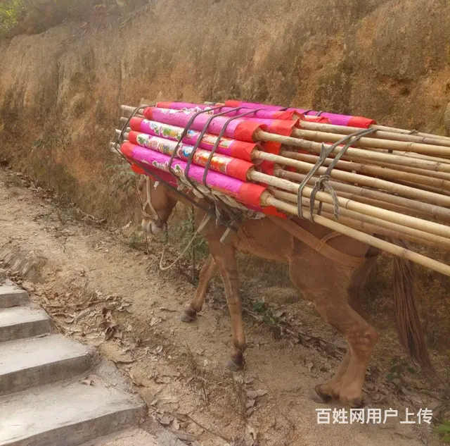普宁市骡马搬运队马队运输驴队搬运 - 图片 4