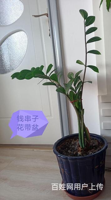 钱串子的图片