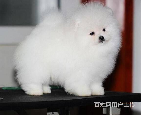 纯种博美犬 哈多利球体博美 北京家福犬业直销的图片