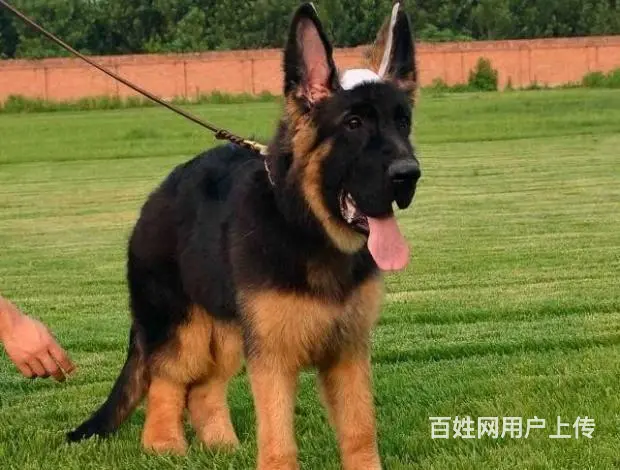 广州纯种德国牧羊犬价格 狗舍直销 包纯种健康签协议 - 图片 10