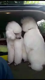 内江【巨贵犬舍】地址 巨贵一般价位