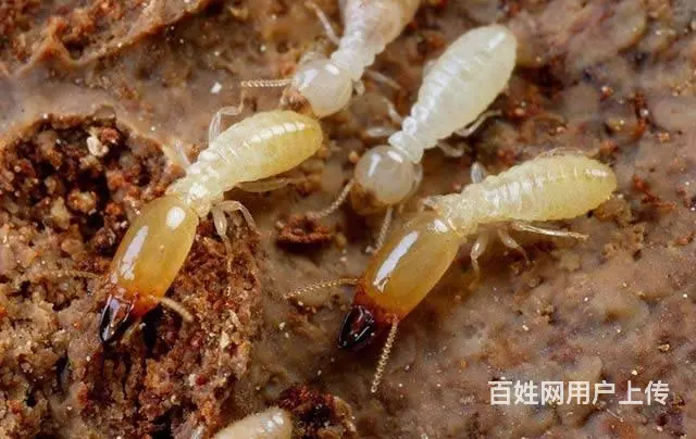 广州灭白蚁多少钱，家里除白蚁怎么收费，根治白蚁 - 图片 3