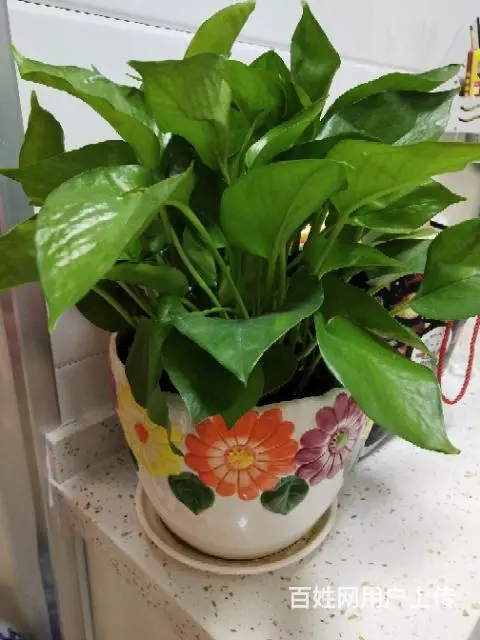 花卉优惠处理，还有其他品种，未上图，相中价格可谈， - 图片 1