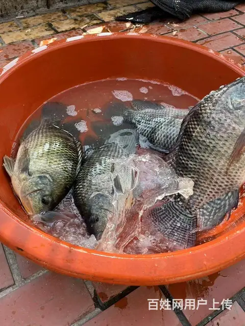 山泉水养殖罗非鱼，无土腥味 - 图片 3