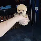 辽源【*推荐】博美犬舍‖博美养殖场