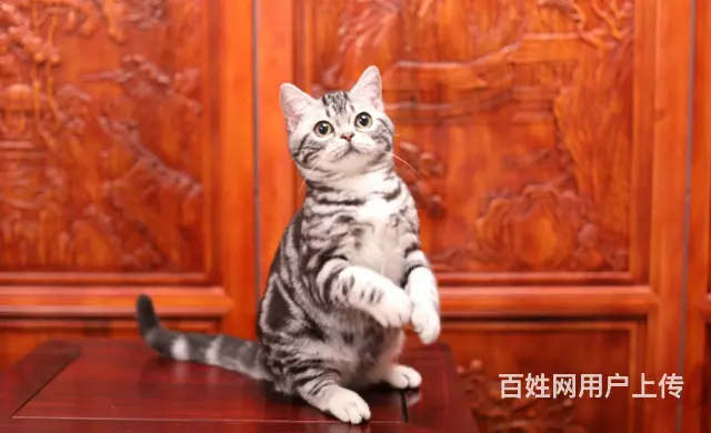 虎斑猫本地哪里有卖的 花纹漂亮的多少钱一只 图片价格 - 图片 1
