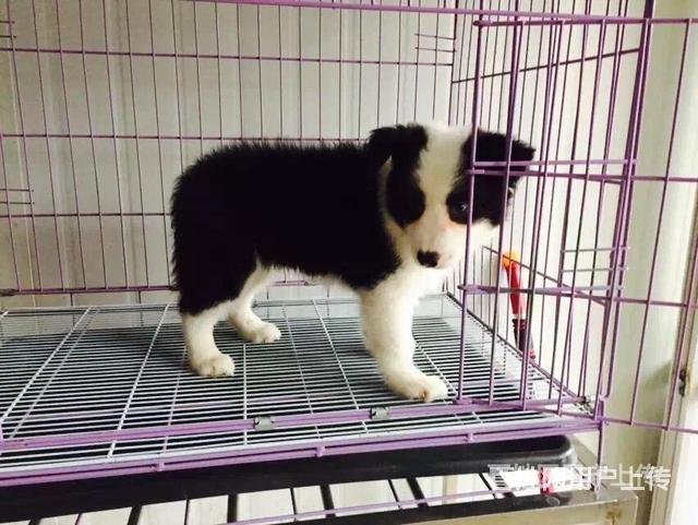 锦州哪里卖卡斯罗狗狗【卡斯罗犬舍】地址的图片