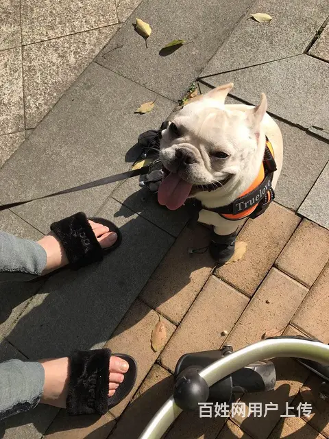 天门本地法斗犬舍，本地法斗在哪里 - 图片 2
