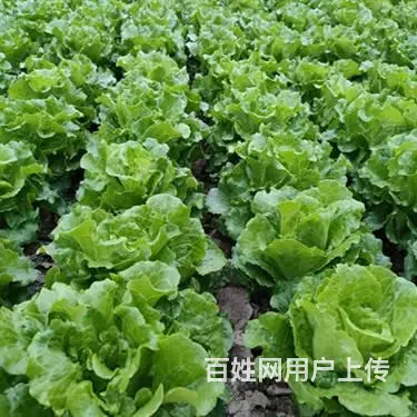蔬果集装箱批发义马市蔬菜集装箱订制洛阳市涧西区蔬菜 - 图片 2