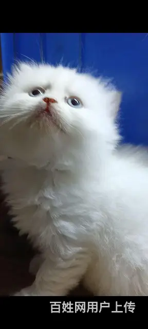 猫咪出售 - 图片 2