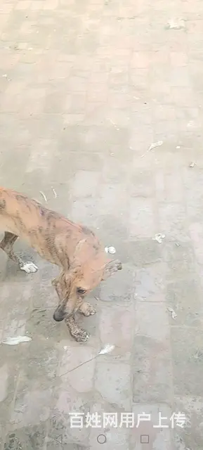 格力格惠幼犬 - 图片 1