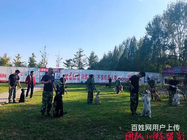 成都狗狗寄养-勇军宠物寄养 - 图片 2