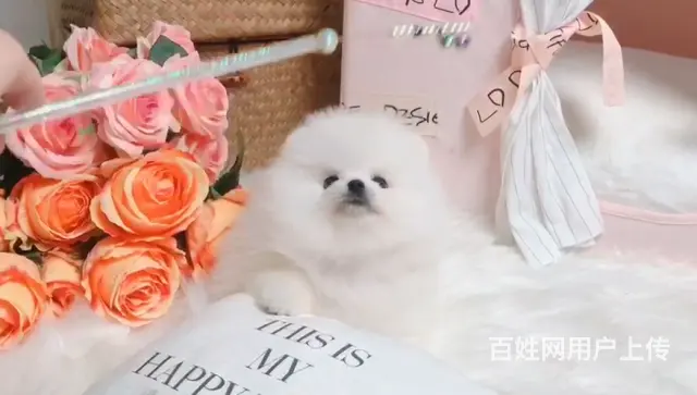 专业繁殖博美，哈多利球体博美，可送货上门挑可签协议 - 图片 5