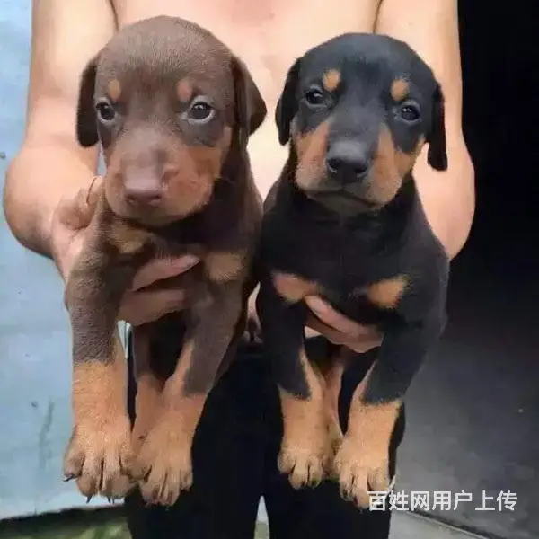 辽阳CKU认证杜宾基地 杜宾犬舍直销 - 图片 8