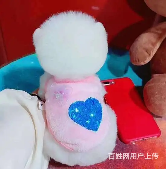 纯种白色博美犬幼犬出售 黄博美黑博美 颜值高身体健 - 图片 2