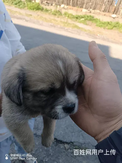 结缘狗狗 - 图片 3