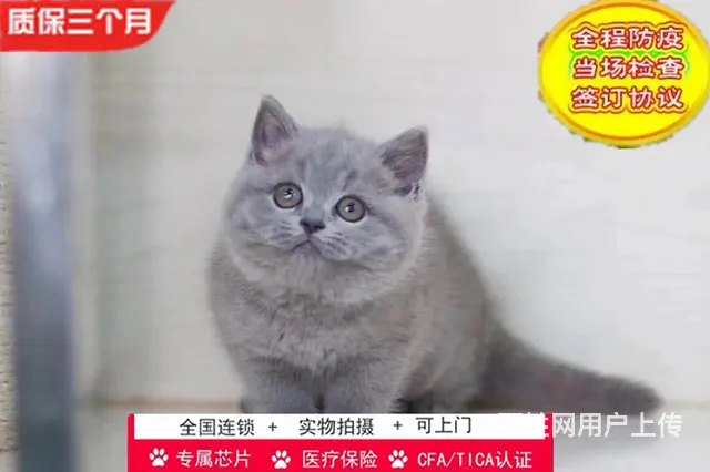 哪里有英短蓝猫卖的 蓝猫怎么养 英短蓝猫多少钱 - 图片 6