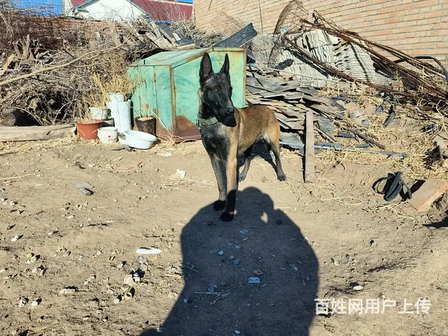 马犬 - 图片 3