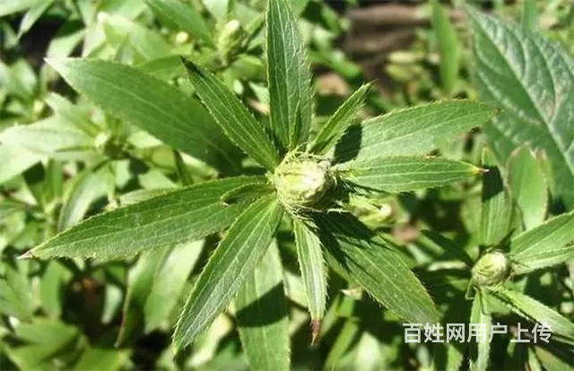 湖北百草堂苍术种植传承中药文化，共享绿色健康生活 - 图片 1
