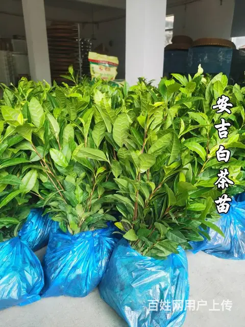 安吉白茶苗 自产自销 保质保量 技术指导 - 图片 1