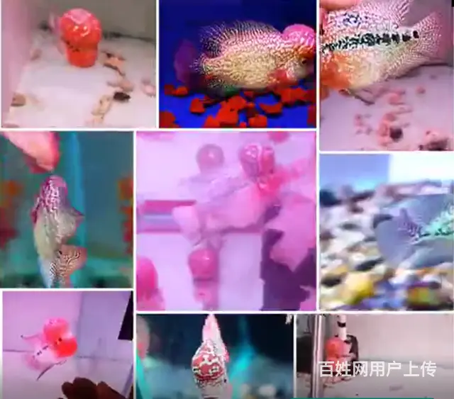 常州哪里有卖罗汉鱼 顺丰包邮包活，泰国一手货源 - 图片