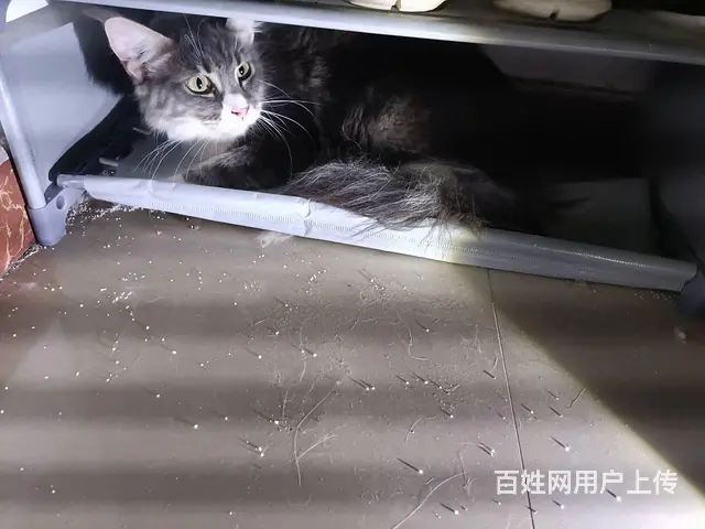 焦作找猫团队，焦作 专业的找猫团队 - 图片 3