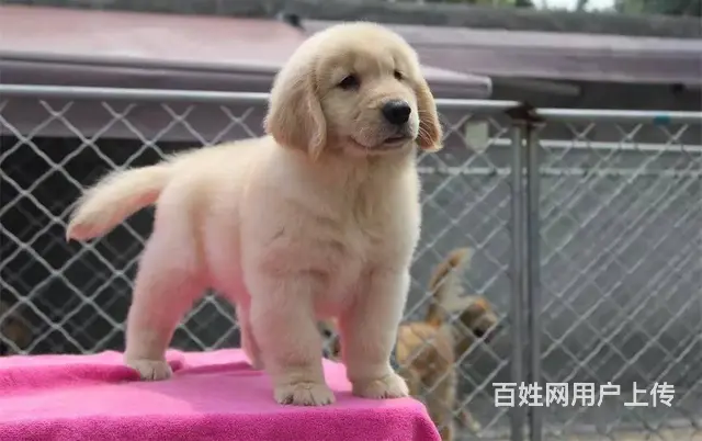 金毛幼犬多少钱一只 纯种金毛幼犬价格 双血统金 - 图片 8