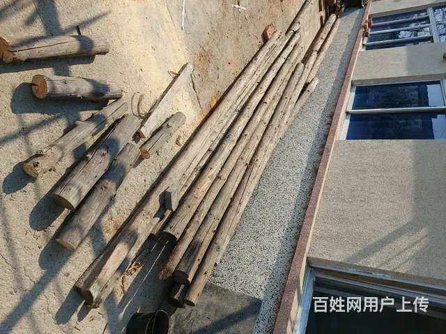 建房用松木杆 - 图片