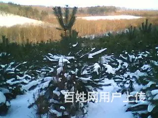 转让造林地 - 图片 5