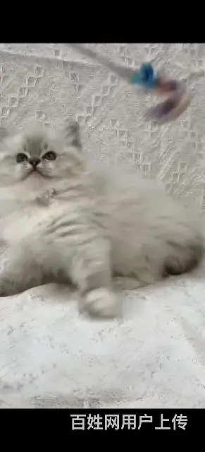 苹果猫舍繁育重点色布偶 - 图片 1