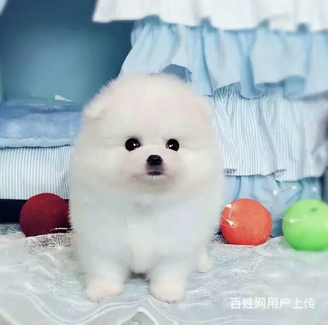 专业繁殖博美，哈多利球体博美，可送货上门挑可签协议 - 图片 1