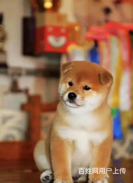 赛级柴犬，CKU认证品质，专业信誉服务 - 图片 8