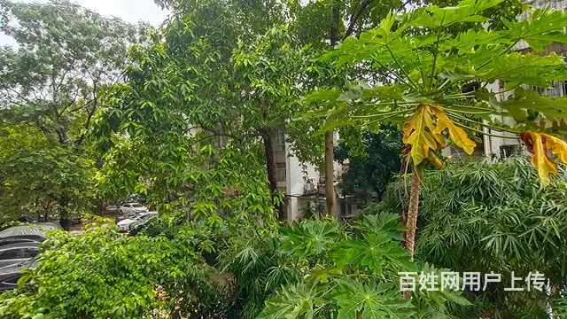 吉大公交站旁 吉莲新村 精装3房 家具电器齐全 非常干净 - 图片 11