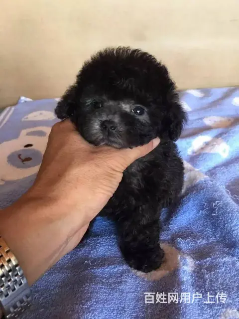 赛级泰迪 售茶杯血系泰迪犬 颜色齐全质保终身 - 图片 1