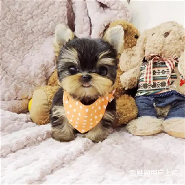 六安卖约克夏的犬舍，犬舍约克夏一般价位 - 图片 5
