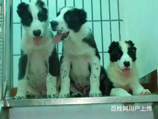 精品中亚牧羊犬体型完美 大骨架 保健康 疫苗齐全 - 图片 11