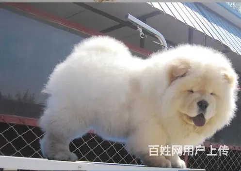 吕梁有什么地方可以买到松狮，松狮的价位 - 图片 11